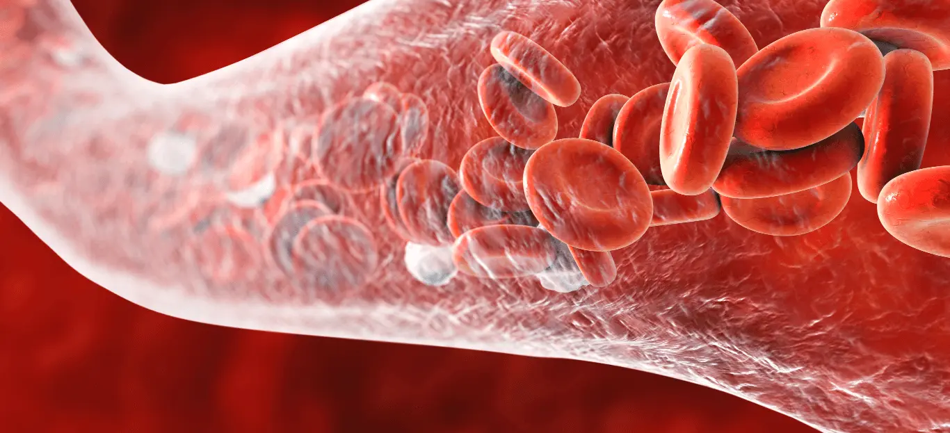 blood cells traveling through human anatomy